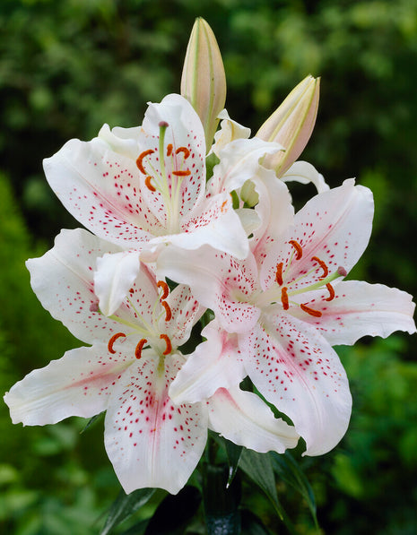 Oriental lily-Lilium Oriental Muscadet 2 kpl