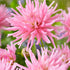 Dahlia Border Park Princes 1-pack