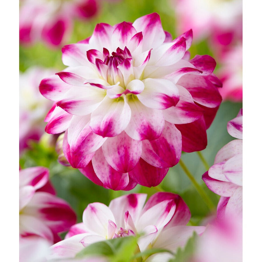 Dahlia Saint Martin Dekorativ 1-pack NYHET