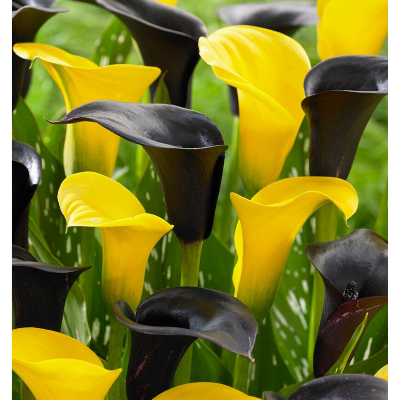 Zantedeschia Vitessa 2-pack