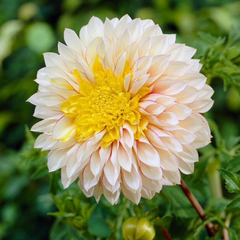 Dahlia Anemone Polka 1-pack