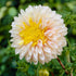 Dahlia Anemone Polka 1-pack