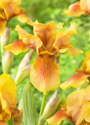 Tysk iris-Iris Germanica Golden Muffin 1-pak