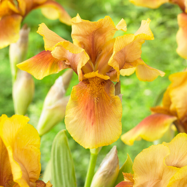 Tyskiris-Iris Germanica Golden Muffin 1-pack