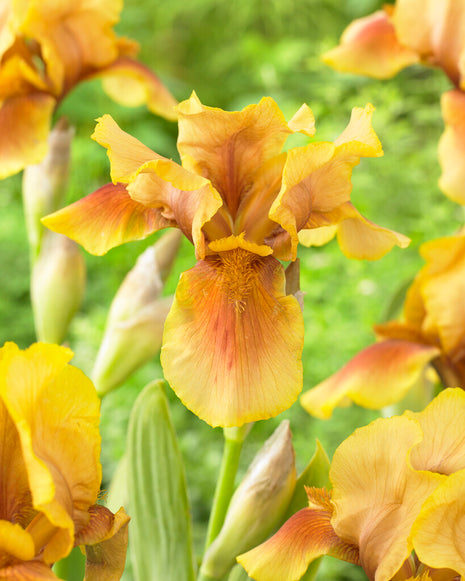 Tysk iris-Iris Germanica Golden Muffin 1-pak
