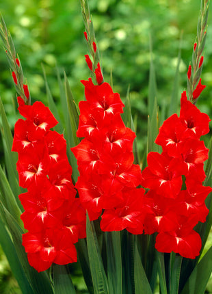 Gladiolus Traderhorn 10 kpl