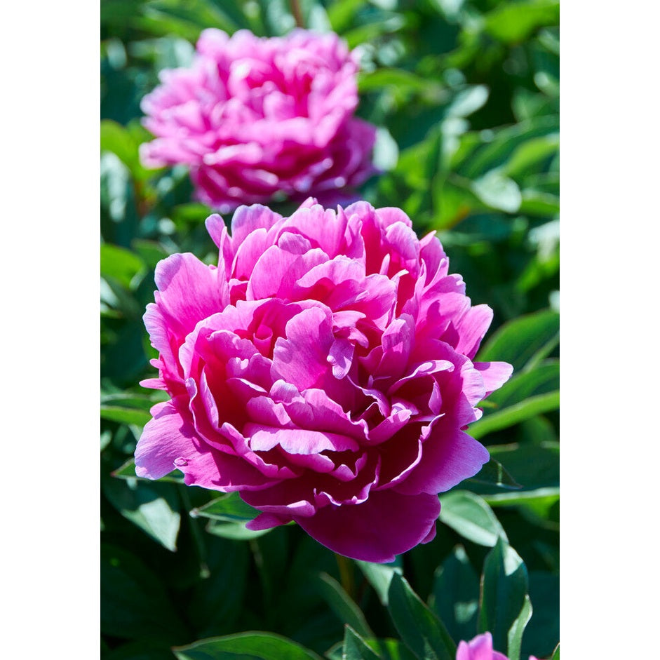 Pion-Paeonia Jadwiga 1-pack