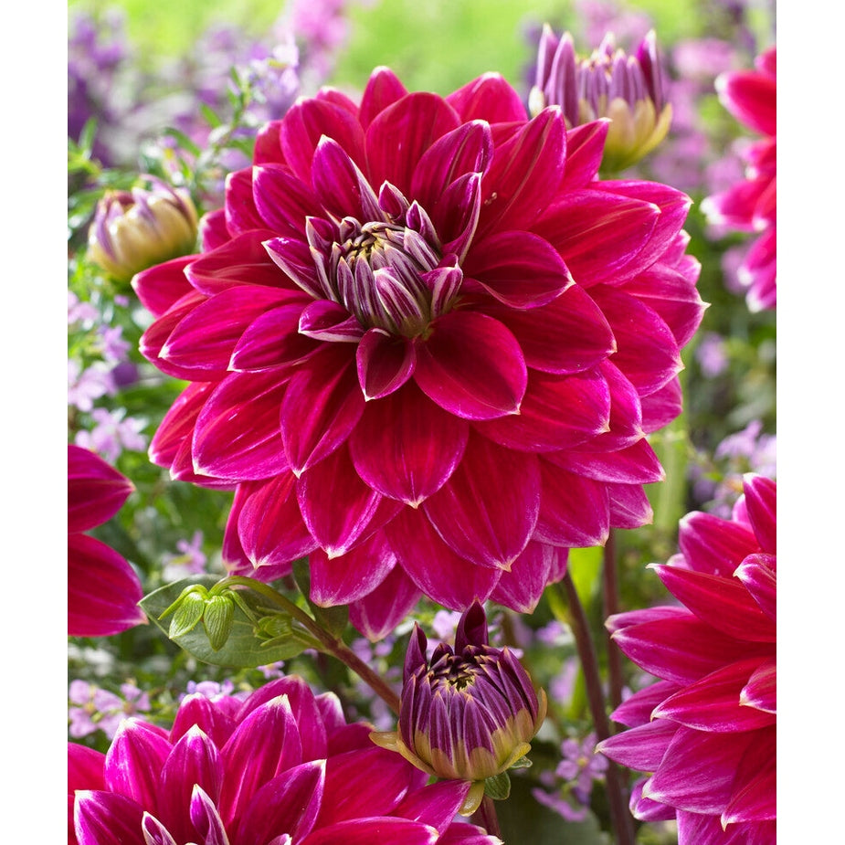 Dahlia Maldini Dekorativ 1-pack NYHET