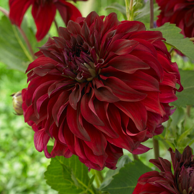 Dahlia Dekorative Spartacus 1-pack NYHET