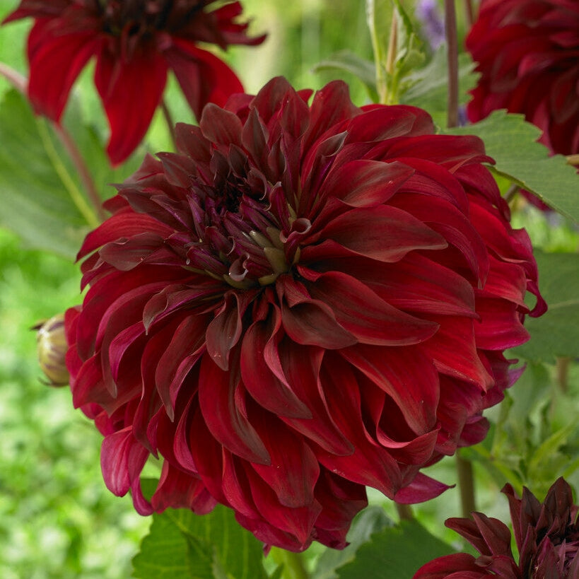 Dahlia Dekorative Spartacus 1-pack NYHET