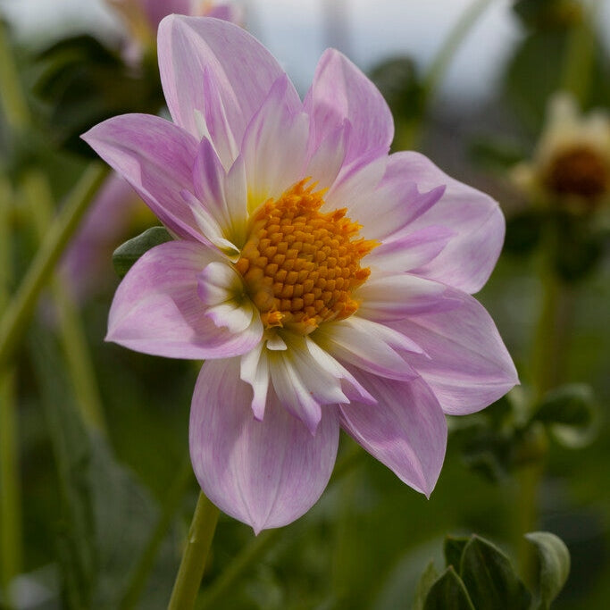 Dahlia Anemone Teesbrooke Audrey 1-pack