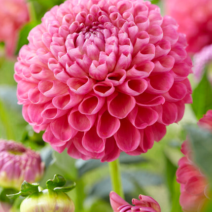 Dahlia Boll Jowey Frambo 1-pack