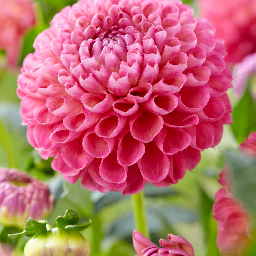 Dahlia Boll Jowey Frambo 1-pack