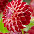 Dahlia Pompon Jowey Joshua 1-pack