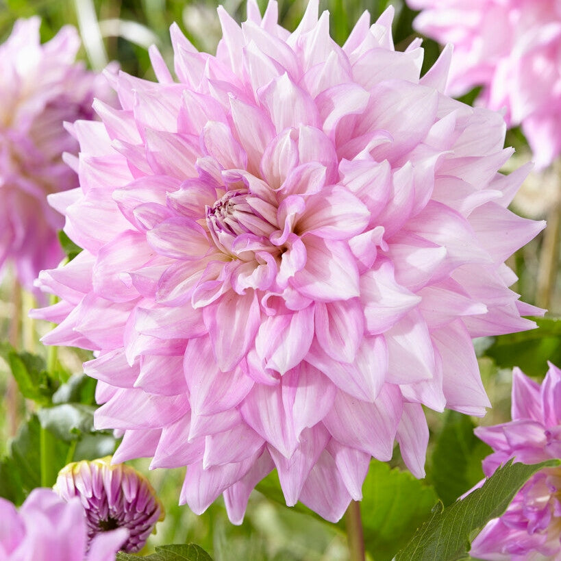 Dahlia Dekorativ Almand&