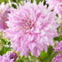 Dahlia Dekorativ Almand&