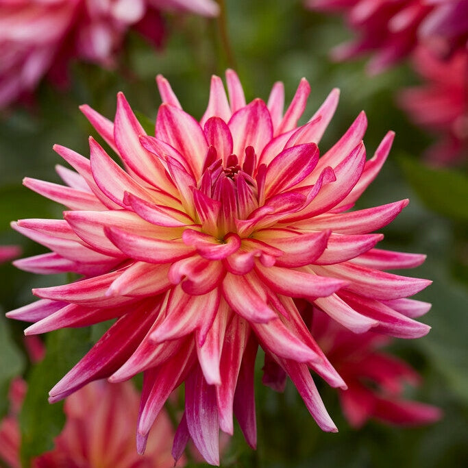 Dahlia Dekorativ Pinkie Swear 1-pack NYHET