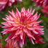 Dahlia Dekorativ Pinkie Swear 1-pack NYHET