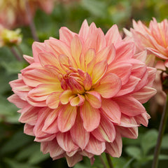 Collection image for: Dahlia