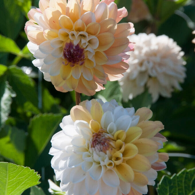 Dahlia Dekorativ Double Jill 1-pack