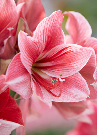 Amaryllis-Hippeastrum 'Gervase' 1 kpl