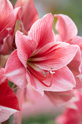 Amaryllis-Hippeastrum 'Gervase' 1-pack