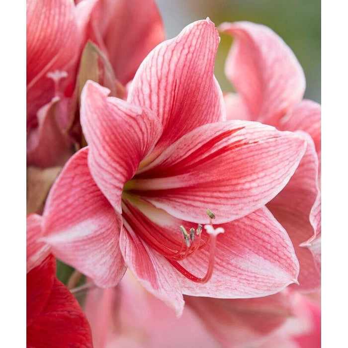 Amaryllis-Hippeastrum 'Gervase' 1-pack