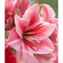Amaryllis-Hippeastrum &