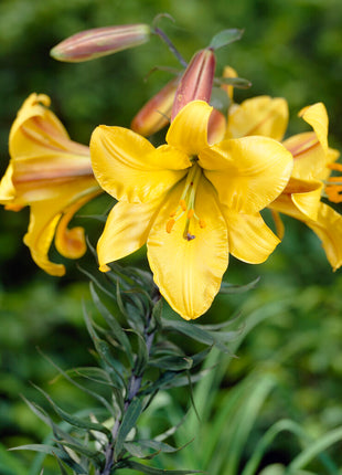 Trumpetti Lily-Lilium Golden Splendor 2-pakkaus UUSI