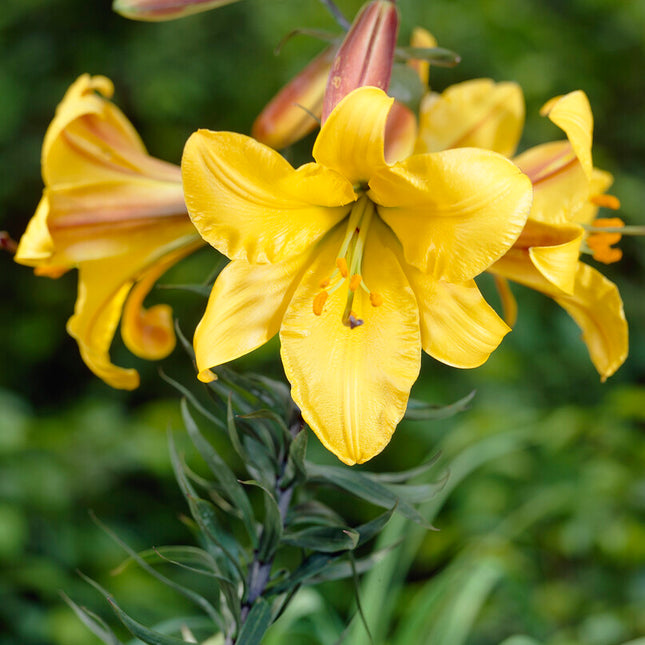 Trumpetlilja-Lilium Golden Splendor 2-pack NYHET