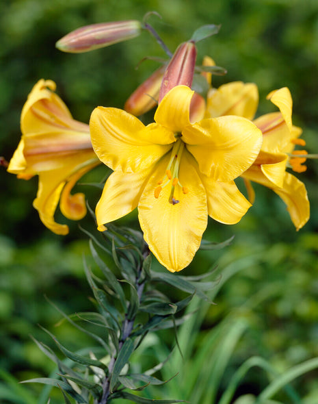 Trumpetti Lily-Lilium Golden Splendor 2-pakkaus UUSI