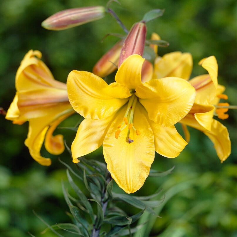 Trumpetlilja-Lilium Golden Splendor 2-pack NYHET