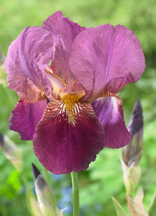 Tysk iris-Iris Germanica Senlac 1-pak