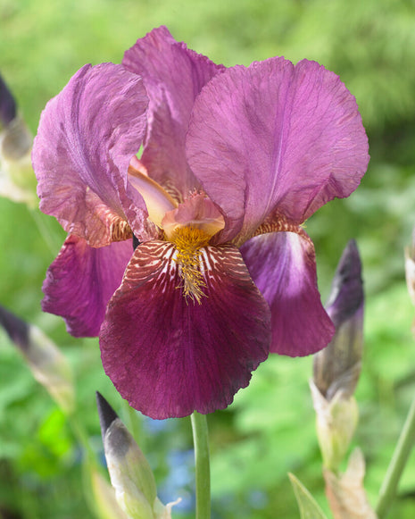 Tysk iris-Iris Germanica Senlac 1-pak