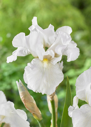 Tysk iris-Iris Germanica Immortality 1-pak