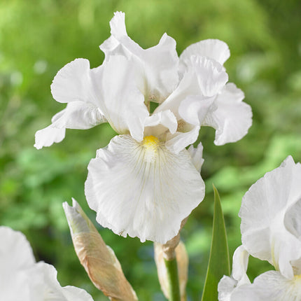 Tyskiris-Iris Germanica Immortality 1-pack