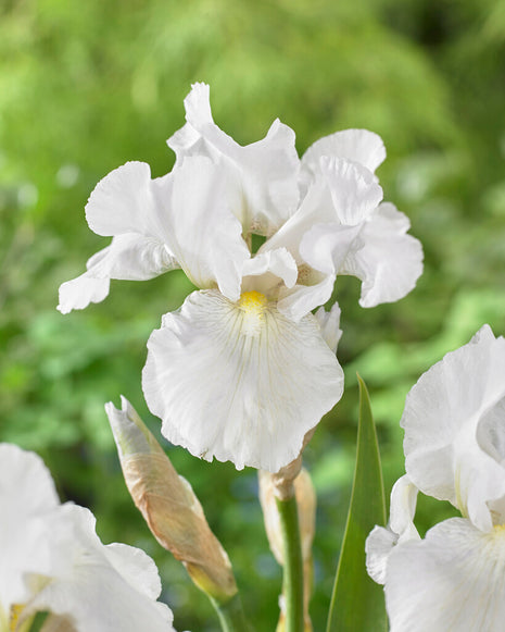 Tysk iris-Iris Germanica Immortality 1-pak
