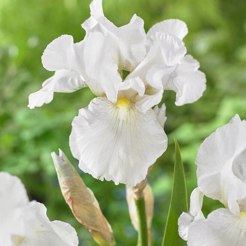 Tyskiris-Iris Germanica Immortality 1-pack