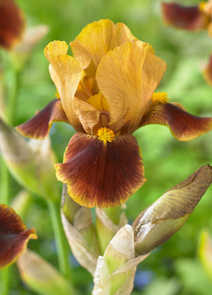 Iris Germanica Hissy Fit (Neu) 2er-Pack