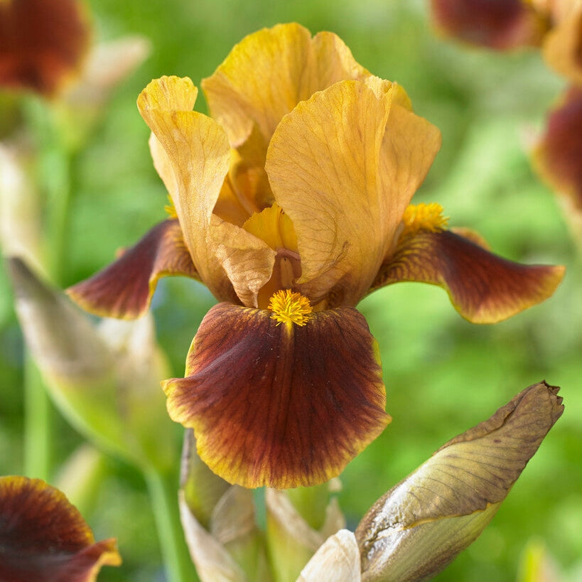 Tyskiris-Iris Germanica Hissy Fit 1-pack