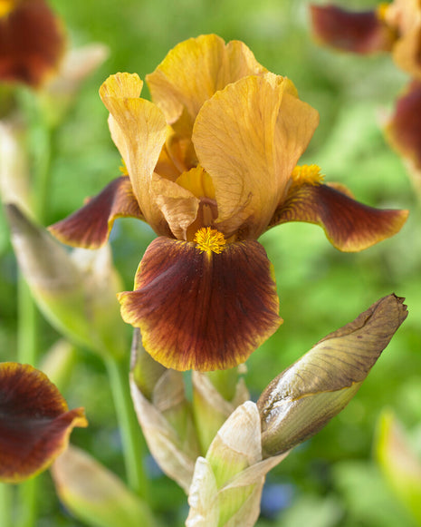 Tysk iris-Iris Germanica Hissy Fit 1-pak