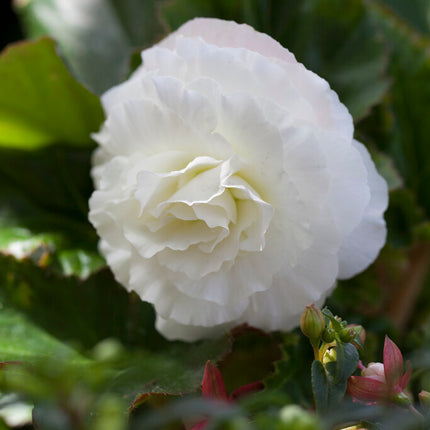 Begonia Double White 3-pack