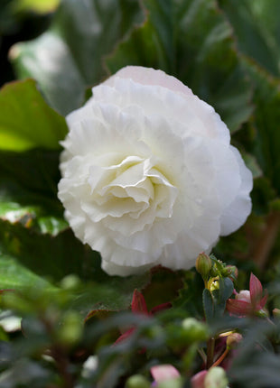 Begonia Double White 3-pack
