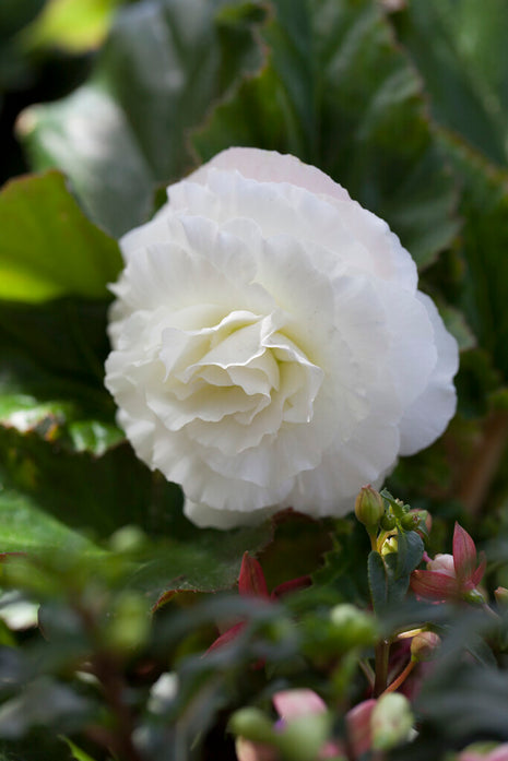 Begonia Double White 3-pak