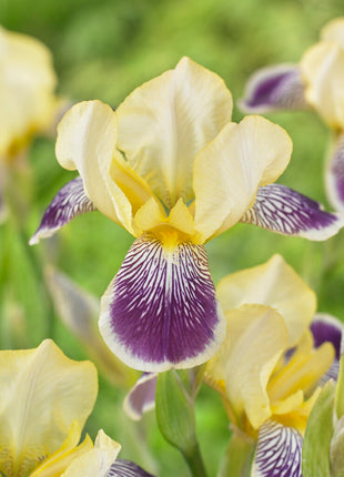 Tysk iris-Iris Germanica Nibelungen 1-pak