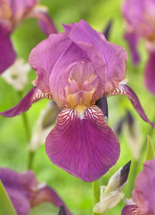 Iris Germanica Imperator (Neu) 4er-Pack