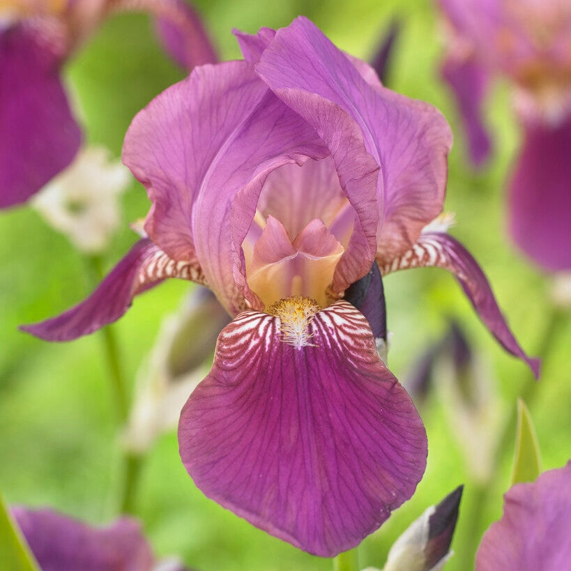 Tyskiris-Iris Germanica Imperator 1-pack