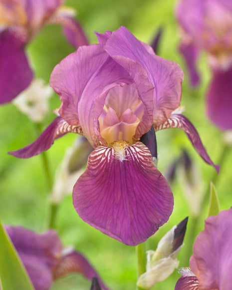 Iris Germanica Imperator (Neu) 4er-Pack