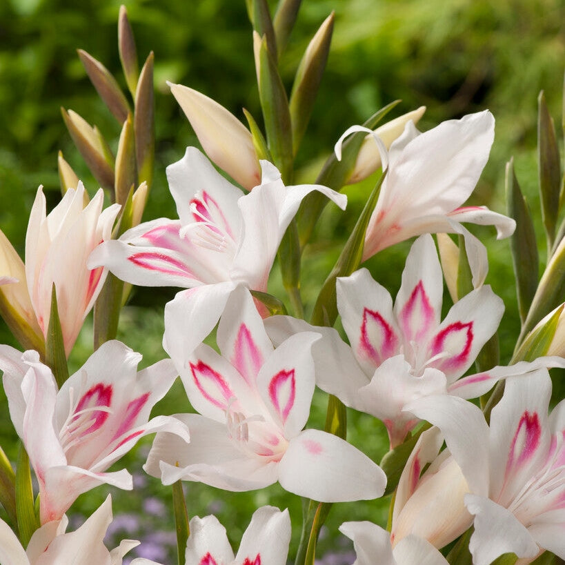 Gladiolus Nanus Nymph 10-pack