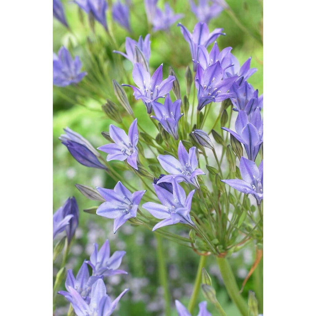 Bukettlilja-Triteleia laxa 'Queen Fabiola' 20-pack